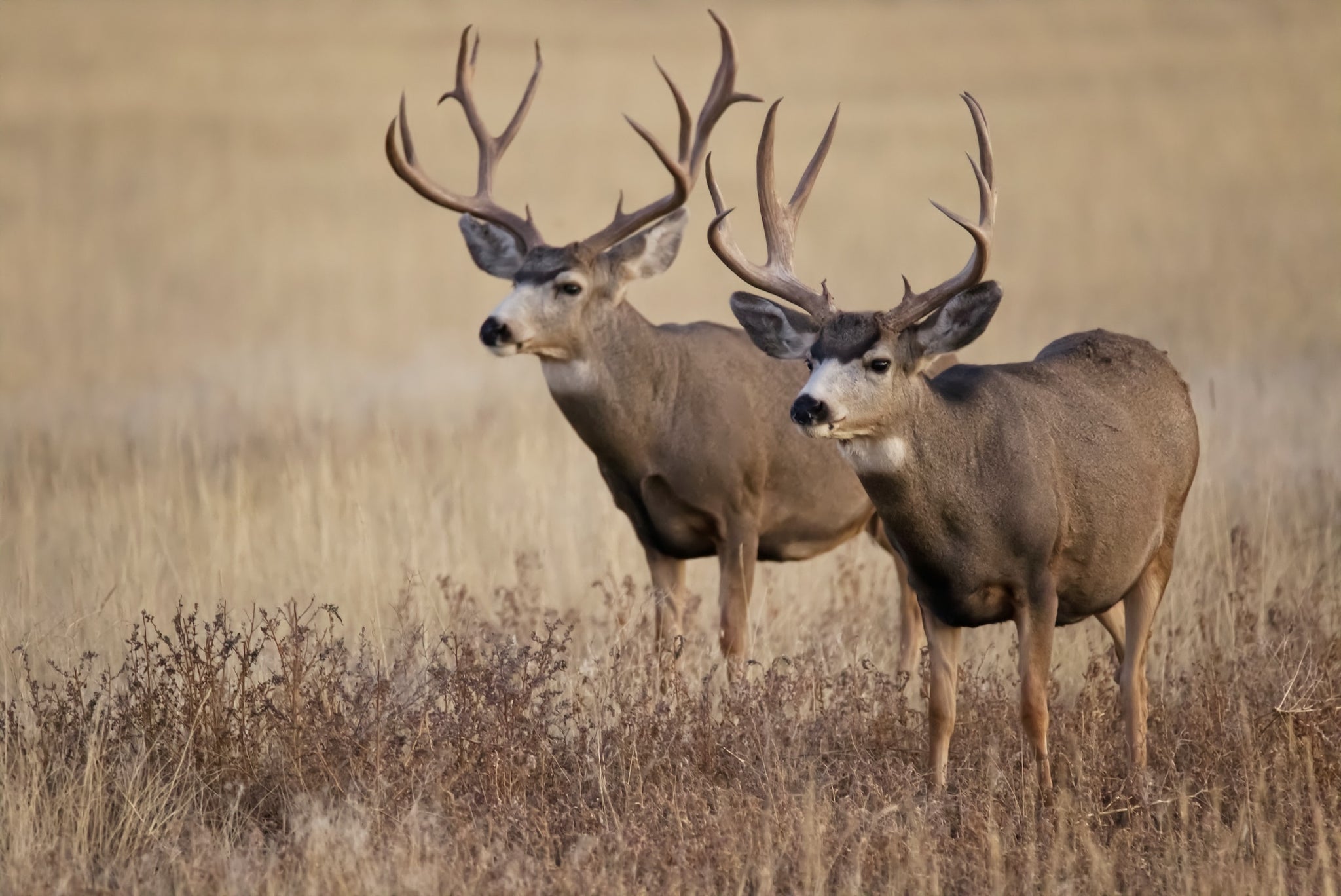 Deer Hunting Essentials